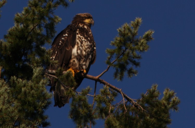 Immature Bald Eagle Watching Barking Sea Lions